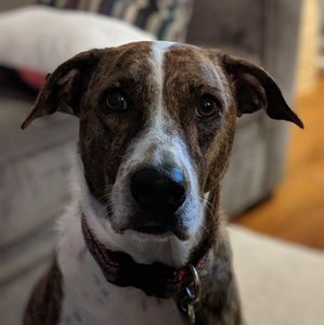 Meet your Posher, Charlie